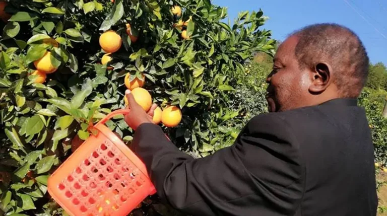 Zimbabwe massive export of fruits to China